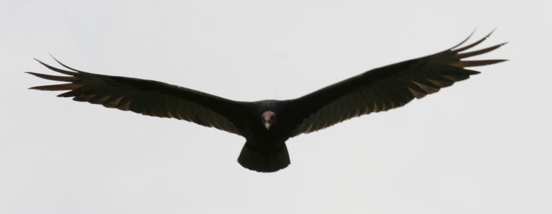 Condor.JPG