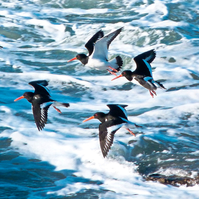 Haematopus ostragalus - a.jpg