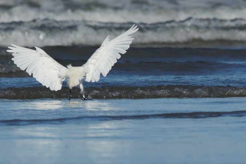 Vol de chasse de l'aigrette.JPG