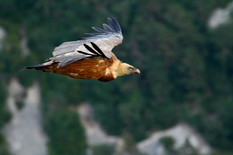 Vautour_fauve_IMG_3509.JPG