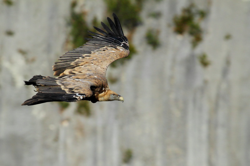 Vautour_fauve_IMG_8647.JPG