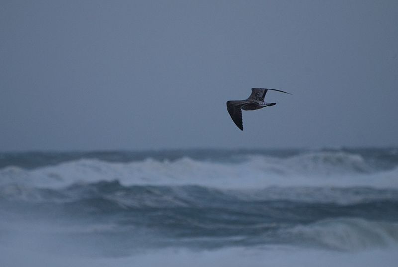 DSC_6003.JPG