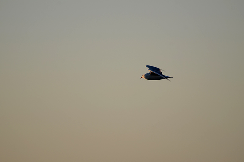 DSC_5347.JPG