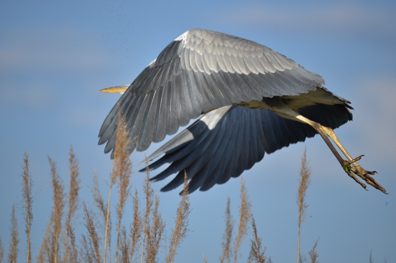DSC_8119.jpg