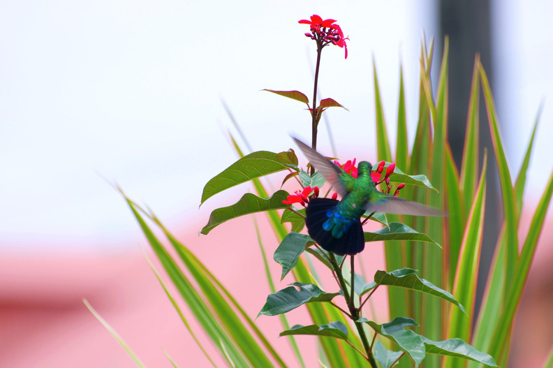 colibri falle vert.jpg