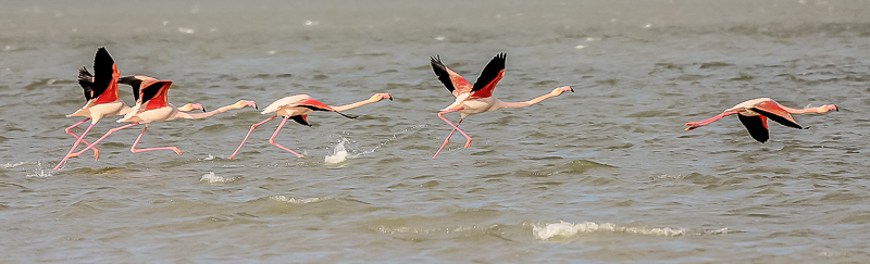 flamants-1.JPG