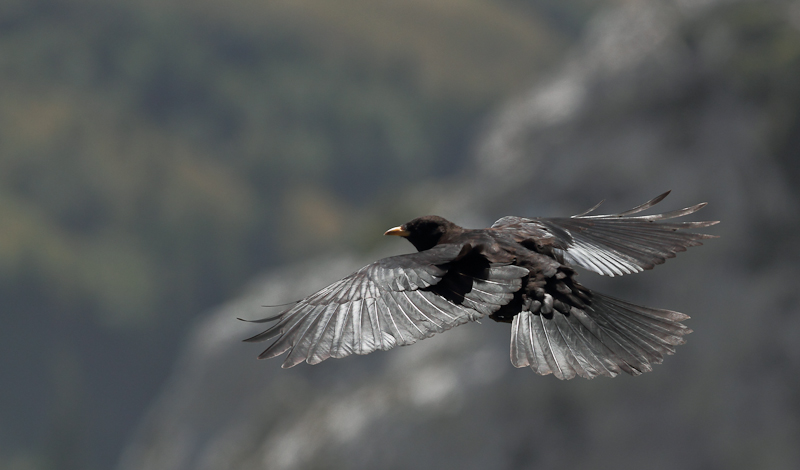 Alpine Chough-1.jpg