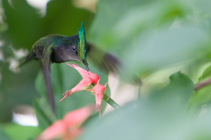 colibri.jpg