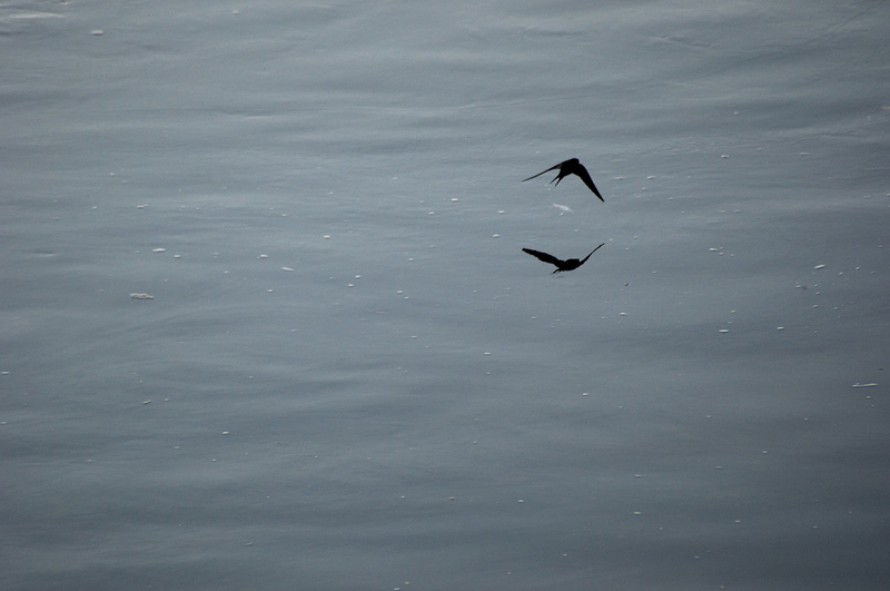 Hirondelle rustique (Hirundo rustica).jpg