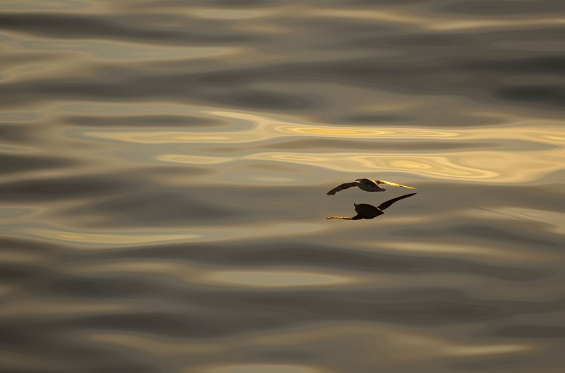 Fulmar in Disko Bay.jpg