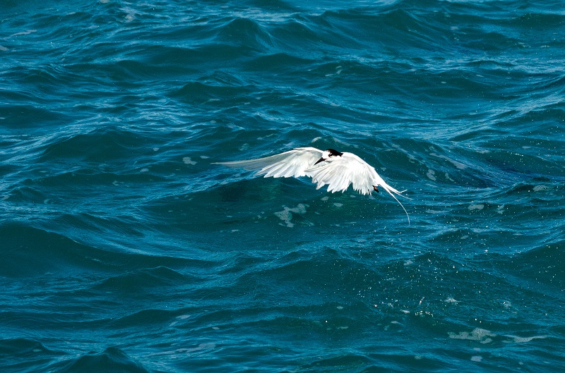 Sterne in Kaikura Bay.jpg