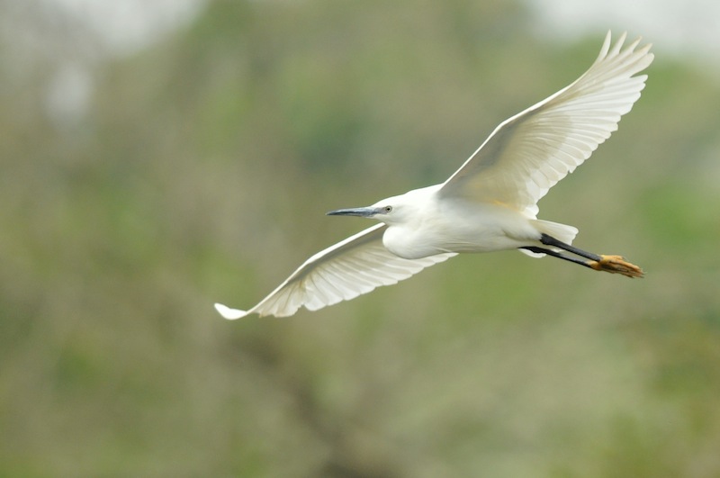 Aigrette.JPG