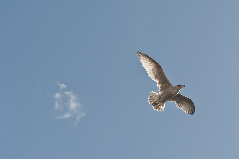 1469_Mouette b.jpg