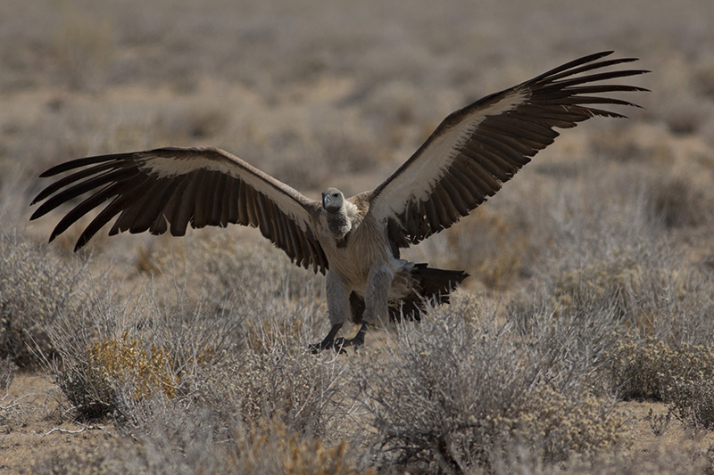 Namibie0486-concours.jpg
