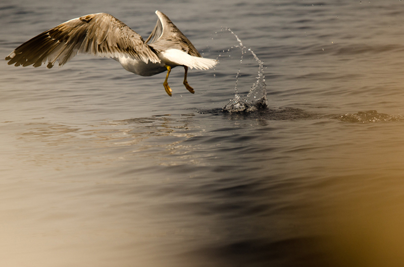 DSC_2619-1-o.jpg