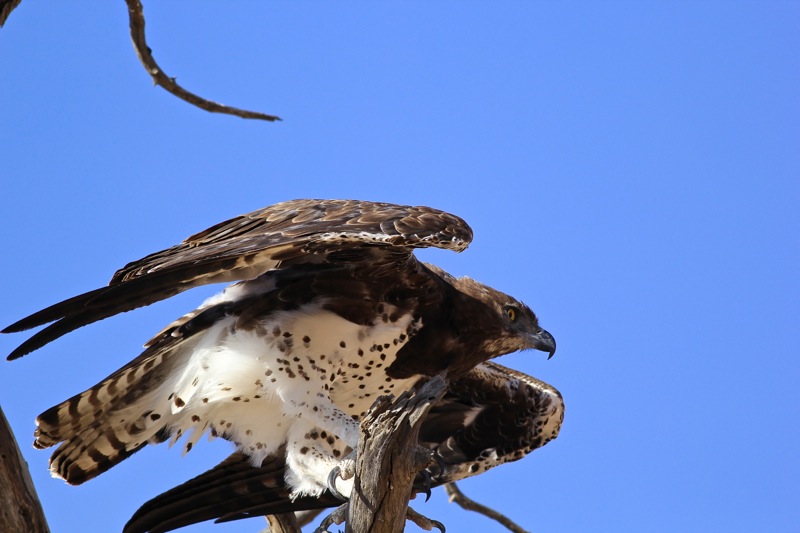 IMG_0170.JPG - Version 2.jpg