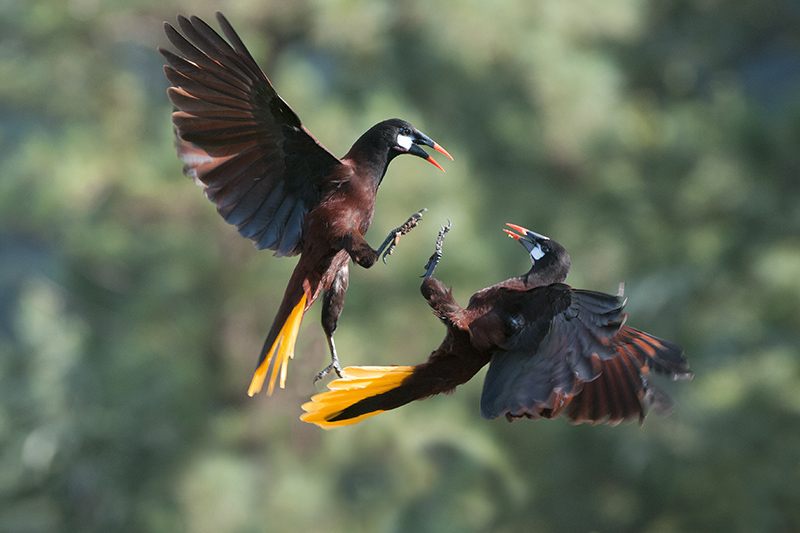 17-Cassique de Montezuma-2.jpg