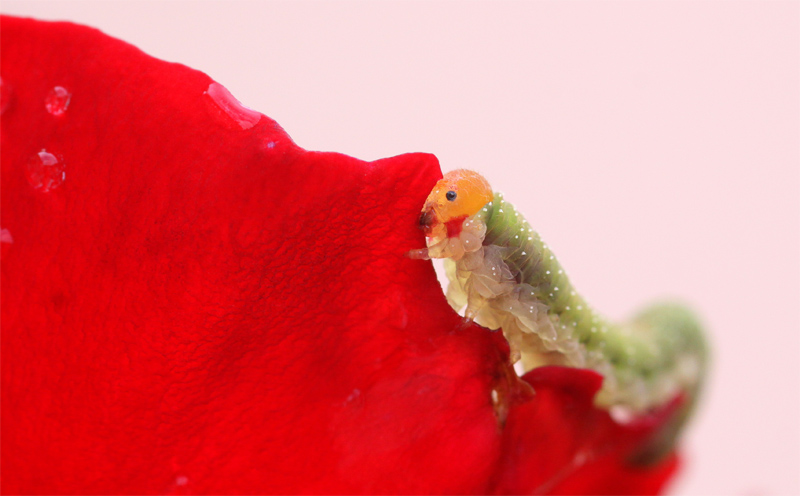 chenille sur pétale.jpg