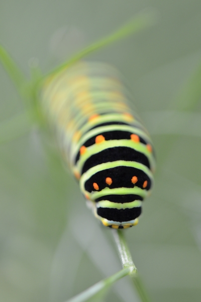 Machaon.jpg