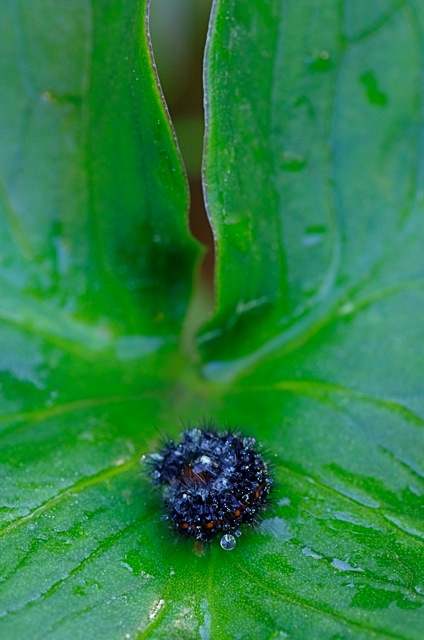 _A007513.jpeg