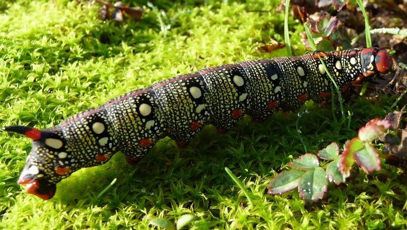 chenille du sphinx de l euphorbe.jpg