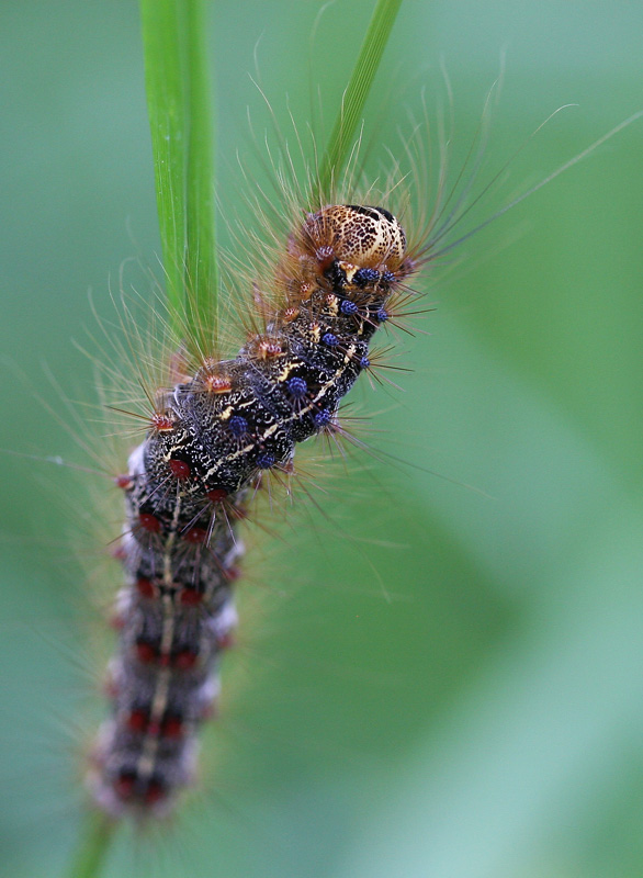 Porthetria dispar copie 2.jpg