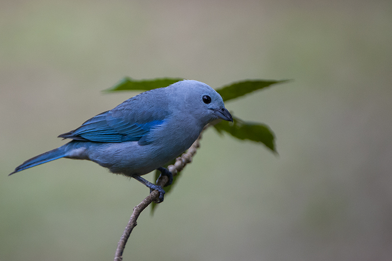 37-Tangara évèque.jpg