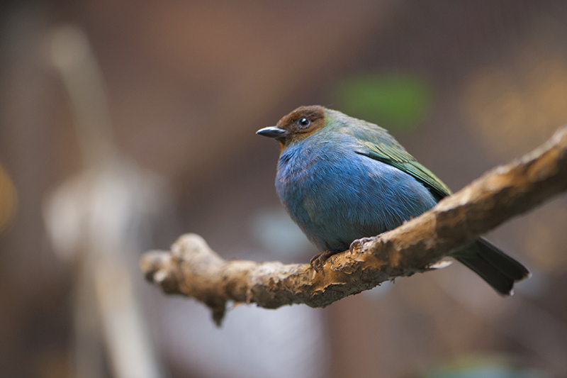 39-Calliste rouverdin.jpg