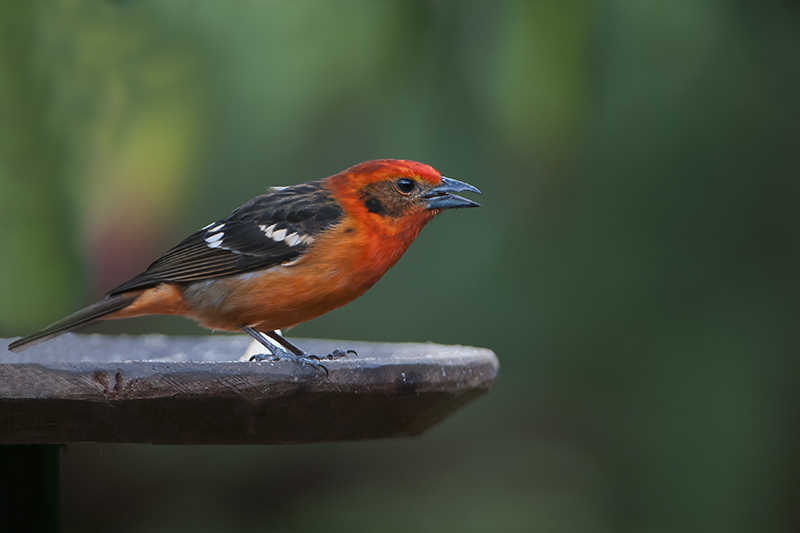 42-Tangara à dos rayé.jpg