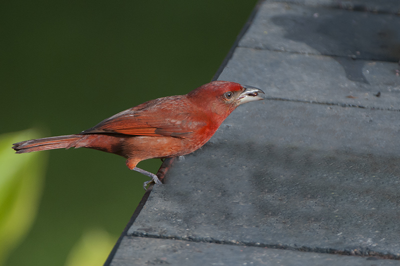 43-Tangara orangé.jpg