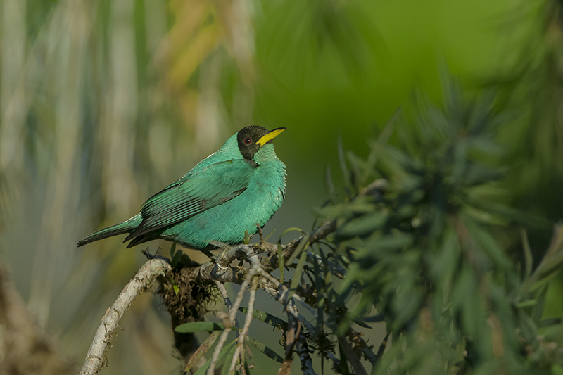 45-Guit guit émeraude (m).jpg