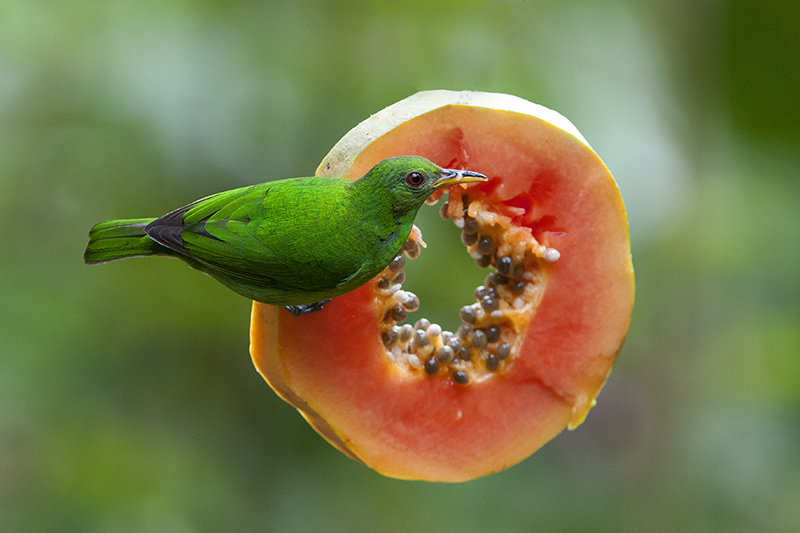 47-Guit guit émeraude.jpg