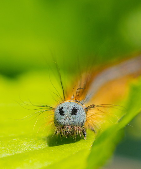 bombyx-a-bague.jpg