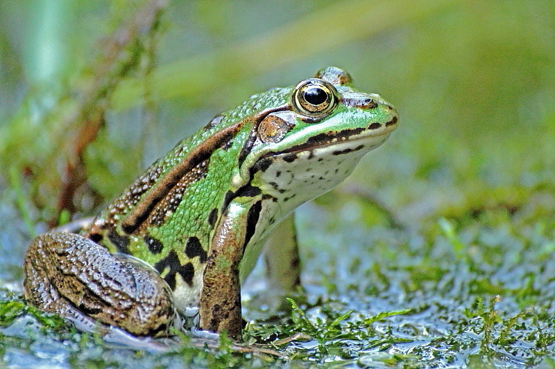 Grenouile verte 1.JPG