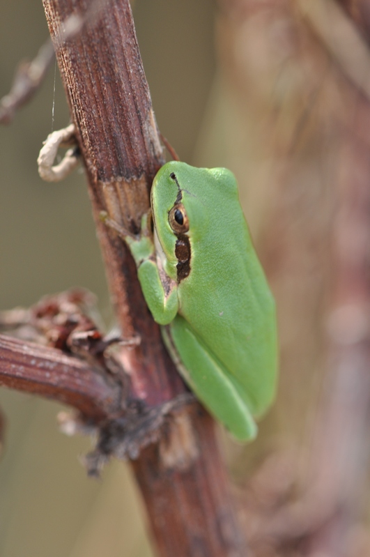DSC_0983r.JPG
