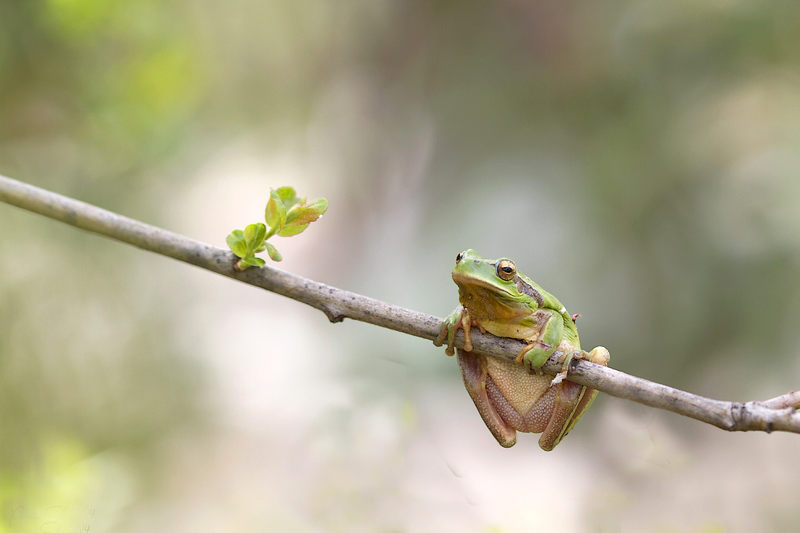 20140325_0778 copieA.jpg