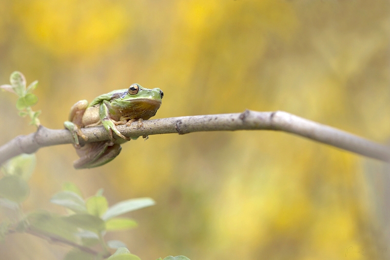20140325_0804 copieA.jpg