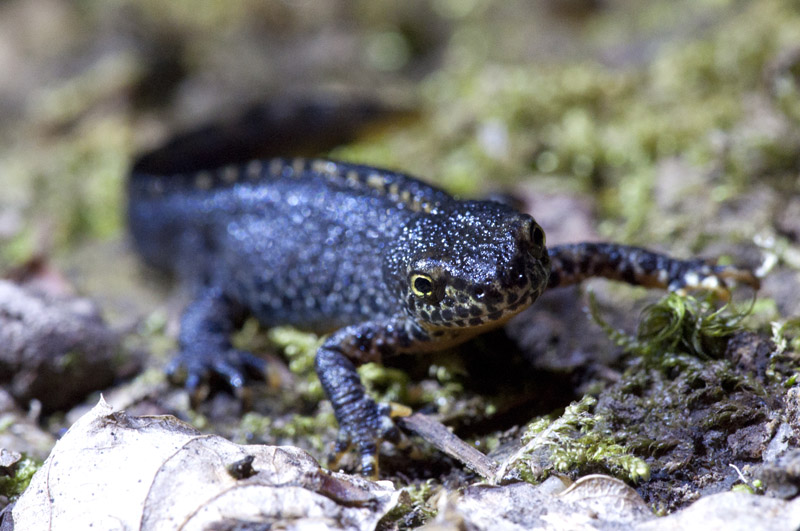Triton alpestre ( Ichthyosaura alpestris).jpg