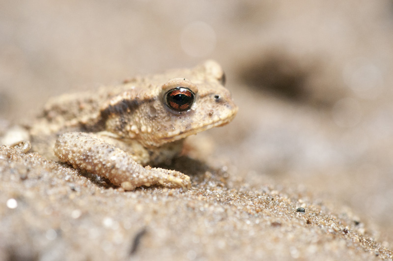 Crapaud commun (Bufo bufo).jpg