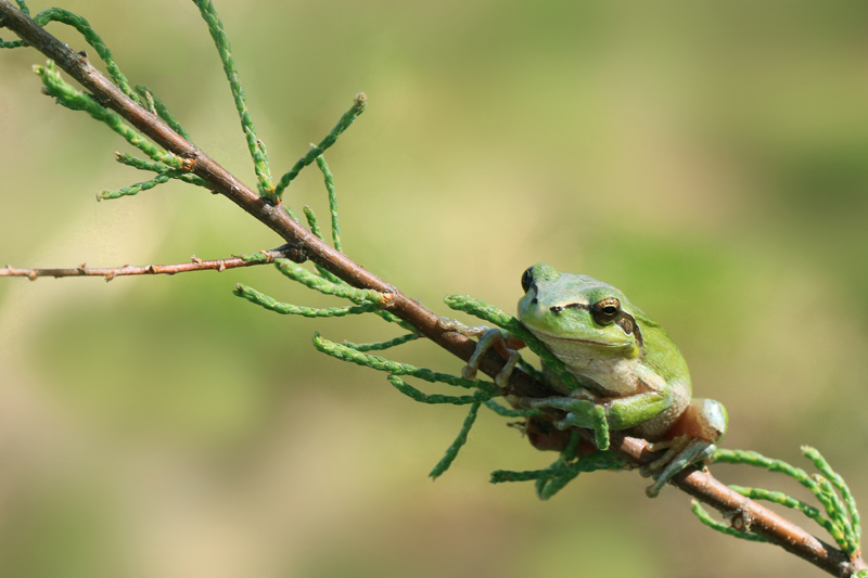 rainette méridionale imge nature.jpg