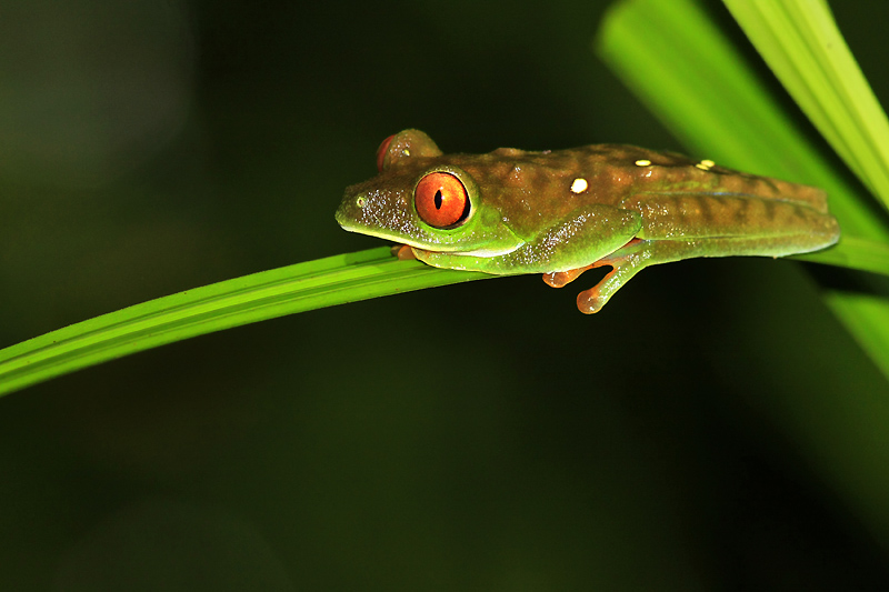 IMG_9237rec Agalychnis saltator Rainette arboricole .jpg