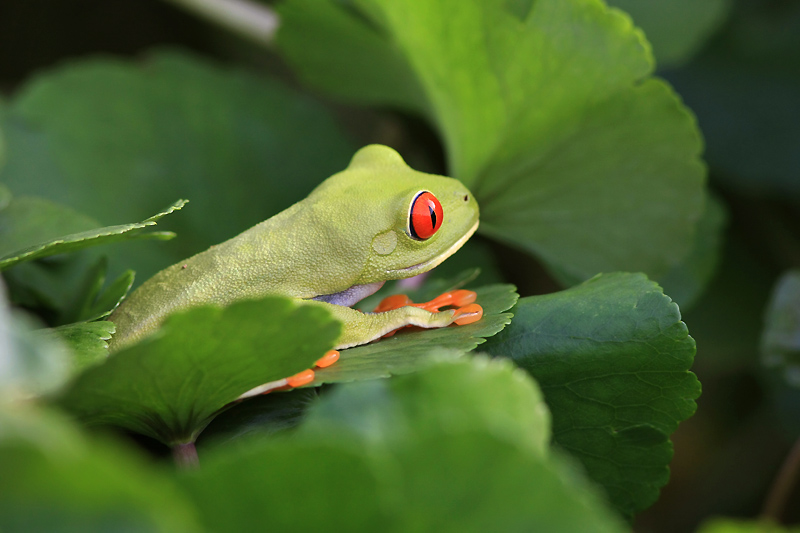 IMG_8133 Agalychnis callidryas Rainette aux yeux rouges.jpg