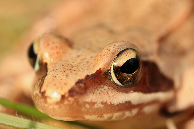 IMG_3113 Grenouille rousse Rana temporaria juv.jpg