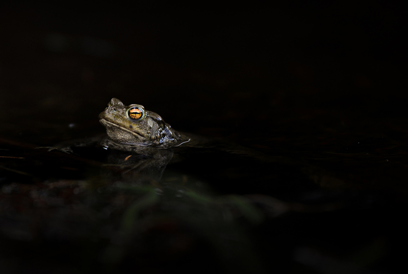 DSC_8698-2.jpg