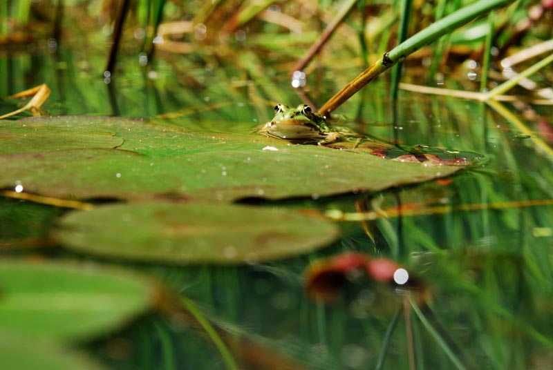 grenouille verte.jpg