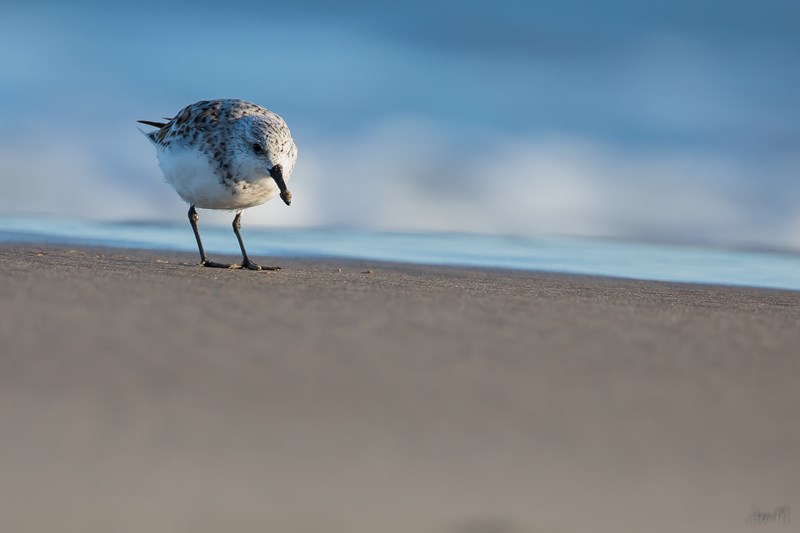 ED8A6822-2 (Copier).JPG