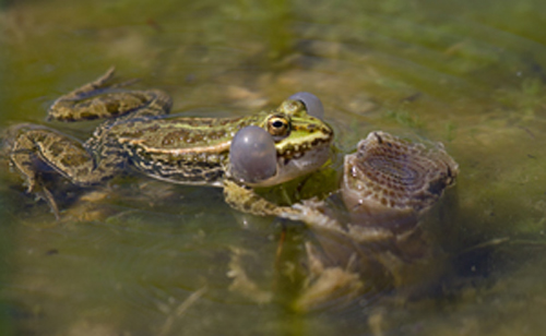 grenouille-chizé1_modifié-1.jpg