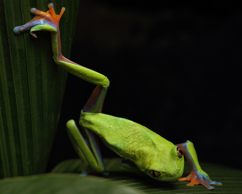 Amphibien3.JPG