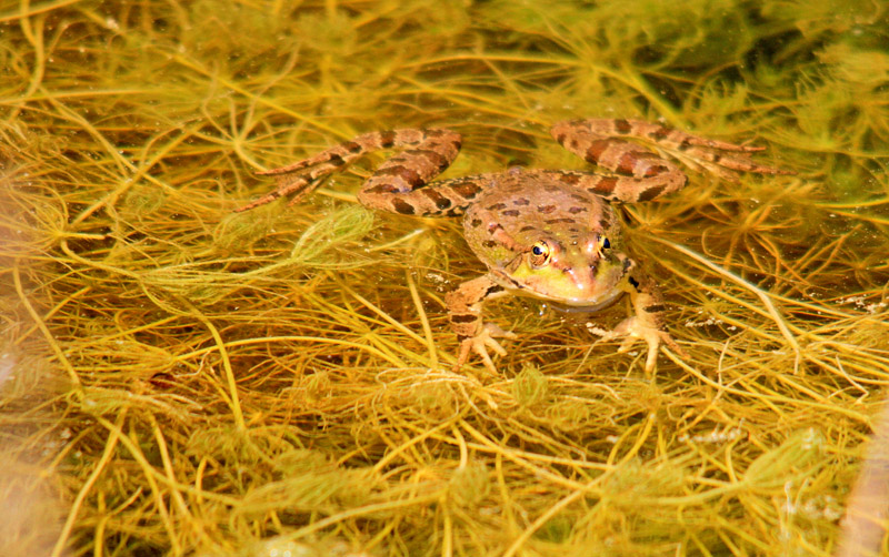 grenouille 3 site.jpg
