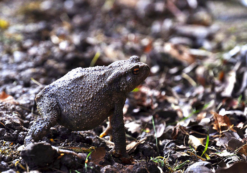 crapaud-avr09-3-DSC_0328.jpg